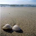 Cua Dai Strand 