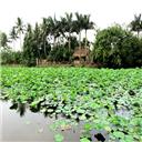 Lang co Duong Lam