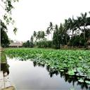Lang co Duong Lam