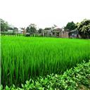 Lang co Duong Lam