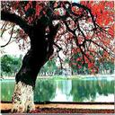 Hoan Kiem lake in autumn