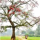 Ha Giang